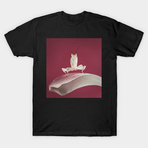 praying mantis on a petal T-Shirt by TonyNorth